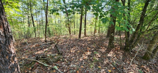 Listing Image #2 - Land for sale at Lot 1699 Shade Tree Drive, Talking Rock GA 30175