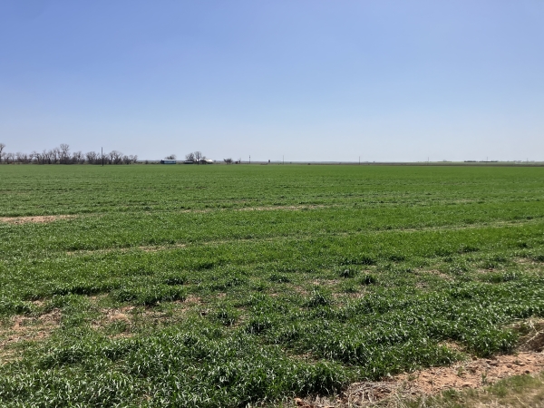 Listing Image #3 - Others for sale at Sammie Chapman Estate - Tract 1 & 2, Seymour TX 76380
