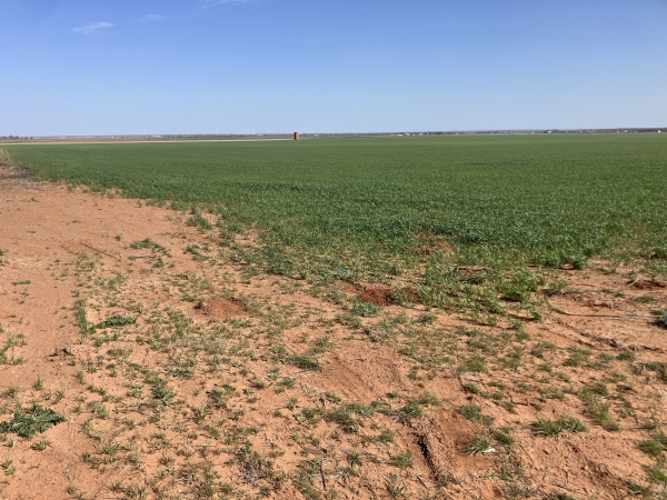 Listing Image #3 - Land for sale at Sammie Chapman Estate - ±75 Acres, Seymour TX 76380