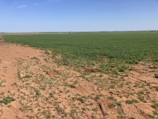 Listing Image #3 - Land for sale at Sammie Chapman Estate - ±75 Acres, Seymour TX 76380