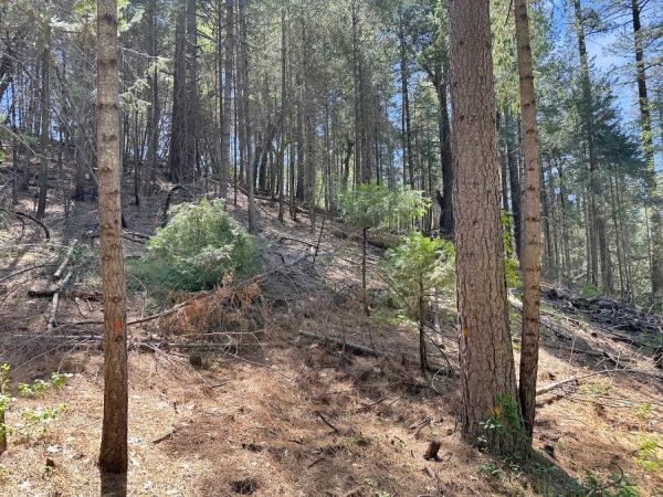 Listing Image #2 - Land for sale at 1111 Norton Grade, Colfax CA 95713 Listing Image #2 - Land for sale at 1111 Norton Grade, Colfax CA 95713