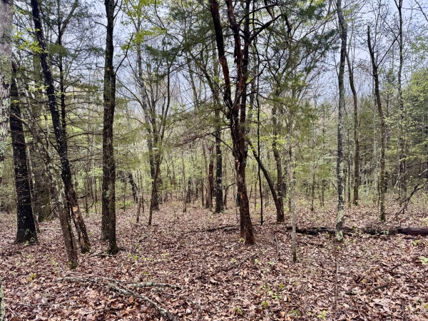 Listing Image #1 - Land for sale at TBD State Highway U, Mansfield MO 65704