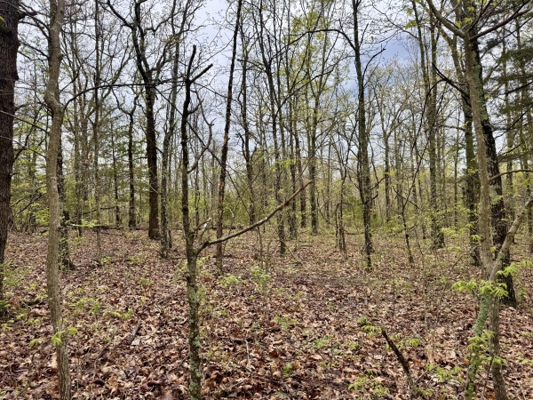Listing Image #3 - Land for sale at TBD State Highway U, Mansfield MO 65704