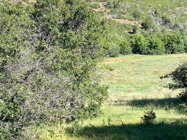 Listing Image #3 - Land for sale at TBD Road 46, Mancos CO 81328