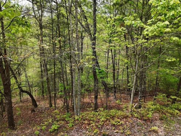 Listing Image #3 - Land for sale at Lot 20 Crabapple Lane, Mineral Bluff GA 30559