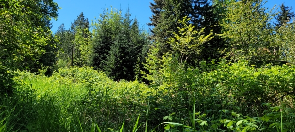 Listing Image #2 - Land for sale at 825 99th Ave SE, Lake Stevens WA 98258