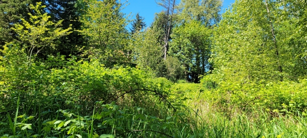Listing Image #3 - Land for sale at 825 99th Ave SE, Lake Stevens WA 98258