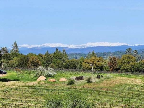 Listing Image #2 - Land for sale at 11777 E Shenandoah Road, Plymouth CA 95669
