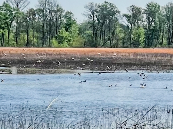 Listing Image #2 - Land for sale at 1962 acres Upper Lockhart Road, Cord AR 72524