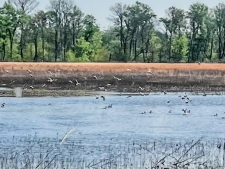 Listing Image #2 - Land for sale at 1962 acres Upper Lockhart Road, Cord AR 72524