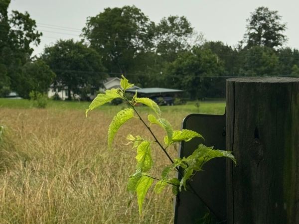Listing Image #1 - Land for sale at Lot 2, 179 Teague Road, Cleveland TN 37311