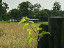 Land for sale in Cleveland, TN
