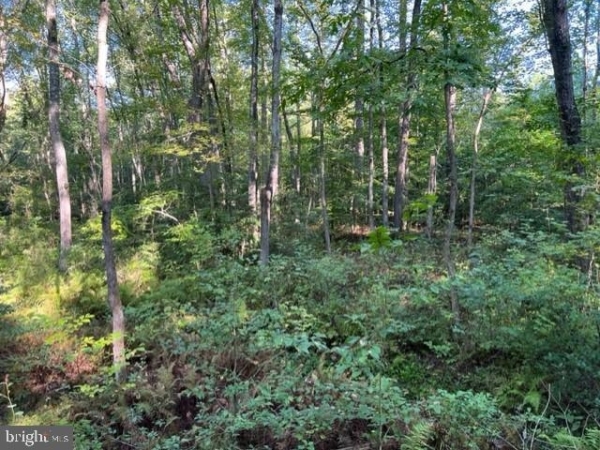 Listing Image #3 - Land for sale at Chilesburg Road, Beaverdam VA 23015