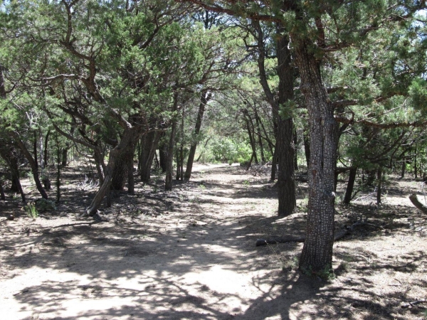 Listing Image #3 - Others for sale at 7 BLACKBIRD Road, Tijeras NM 87059