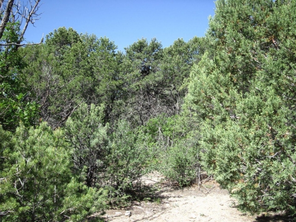 Listing Image #2 - Others for sale at 8 & 10 Roadrunner Road, Tijeras NM 87059