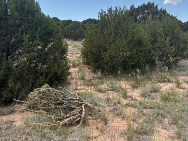 Listing Image #1 - Others for sale at Wilson Ranch Lot#8, Tajique NM 87016