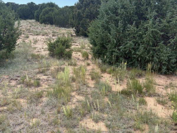Listing Image #3 - Others for sale at Wilson Ranch Lot#8, Tajique NM 87016