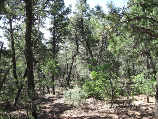 Listing Image #2 - Others for sale at 1 OWL Road, Tijeras NM 87059