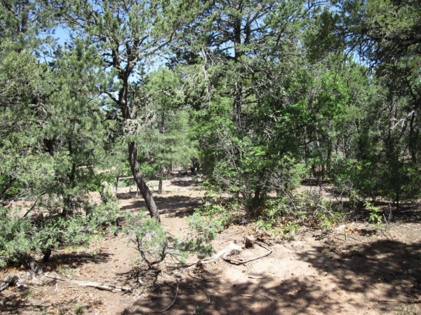 Listing Image #3 - Others for sale at 1 OWL Road, Tijeras NM 87059