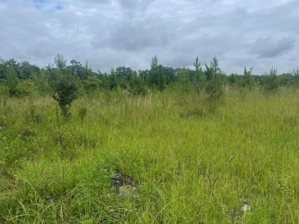 Listing Image #1 - Others for sale at 00 Belcher Lane, Bainbridge GA 39817