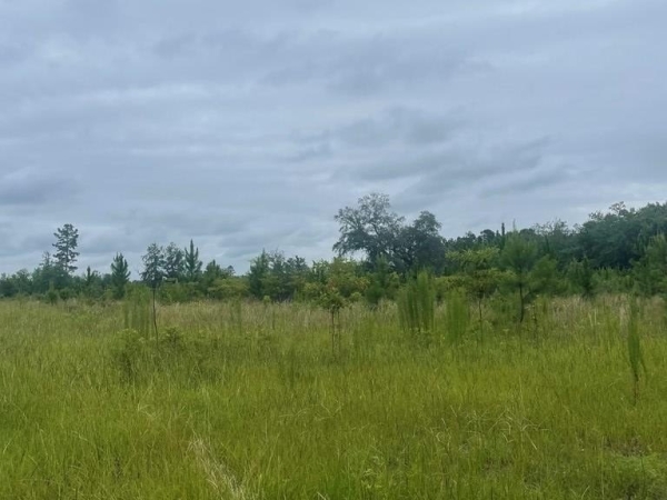 Listing Image #3 - Others for sale at 00 Belcher Lane, Bainbridge GA 39817