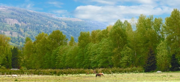 Listing Image #2 - Others for sale at 8233-8243 Sims Rd, Sedro-Woolley WA 98284