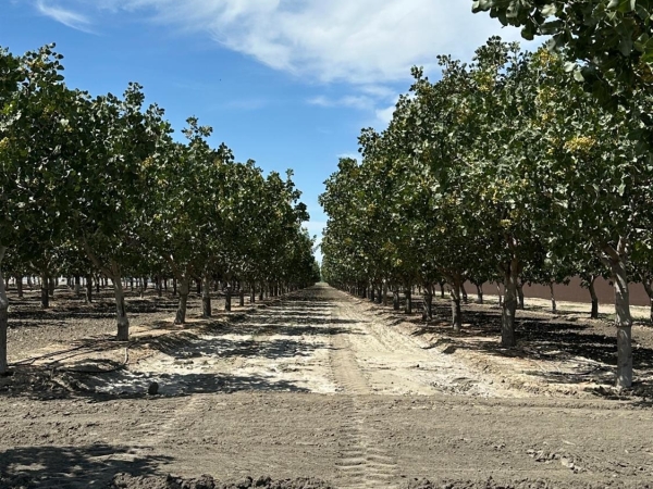 Listing Image #1 - Others for sale at Lansing Ave, Lemoore CA 93245