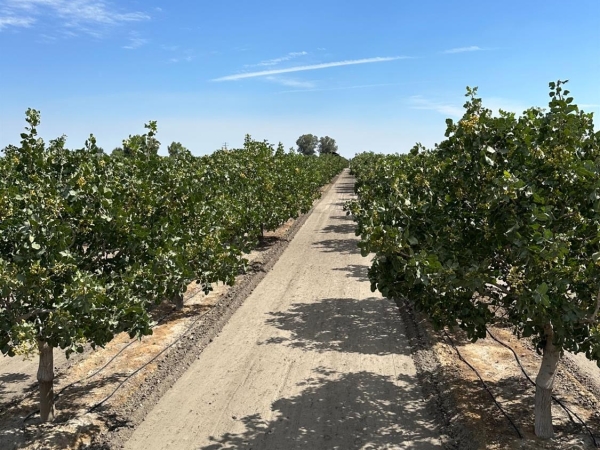 Listing Image #2 - Others for sale at Lansing Ave, Lemoore CA 93245