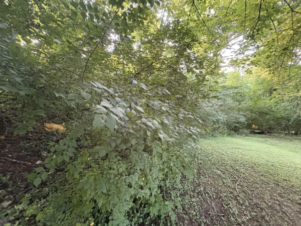 Listing Image #3 - Land for sale at 9th Street, Clarksville TN 37040