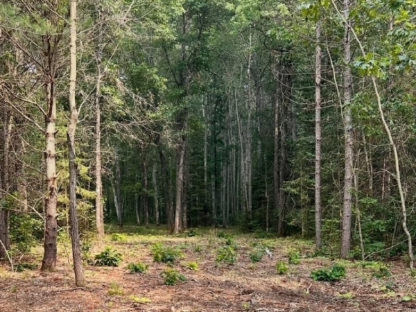 Listing Image #1 - Land for sale at 2.5 Acres County Road Y, Tomahawk WI 54487