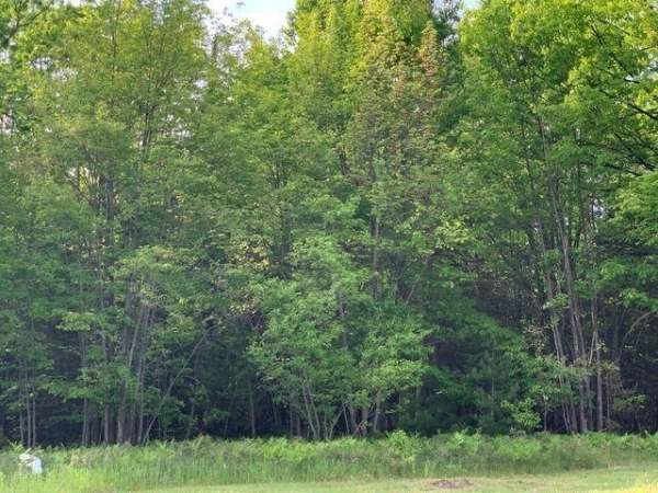 Listing Image #3 - Others for sale at W Houghton Lake Drive, Houghton Lake MI 48629