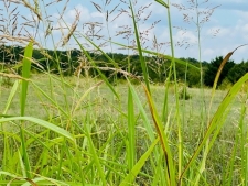 Listing Image #3 - Land for sale at 82 Acres E. Lakeview, Yale OK 74085