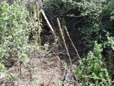 Listing Image #2 - Others for sale at 10445 & 3 NM 337 Highway, Tijeras NM 87059