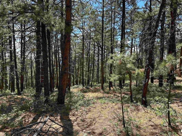 Listing Image #2 - Land for sale at 324 Hilltop Drive, Bayfield CO 81122