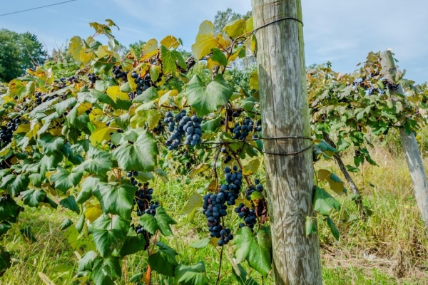 Listing Image #1 - Others for sale at 00 Vineyard Place, Baroda MI 49101 Listing Image #1 - Others for sale at 00 Vineyard Place, Baroda MI 49101