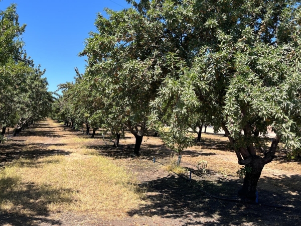 Listing Image #2 - Land for sale at 7149 Marianna Road, Delhi CA 95315