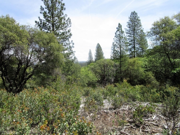 Listing Image #3 - Land for sale at 24271 Hoyt Crossing Road, North San Juan CA 95960