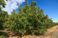 Listing Image #3 - Land for sale at 262 Ca-108, Oakdale CA 95361