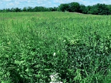 Listing Image #3 - Land for sale at 30250 S. Cottage Grove Ave, Beecher IL 60401