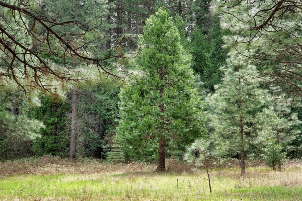 Listing Image #3 - Land for sale at 13824 Baker Road, Camptonville CA 95922