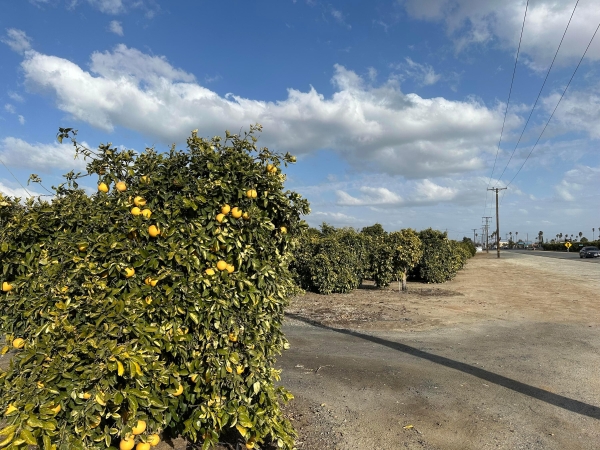 Listing Image #1 - Others for sale at Highway 65 Highway 65 Citrus Ranch, Ducor CA 93218