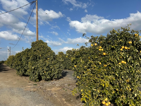 Listing Image #3 - Others for sale at Highway 65 Highway 65 Citrus Ranch, Ducor CA 93218