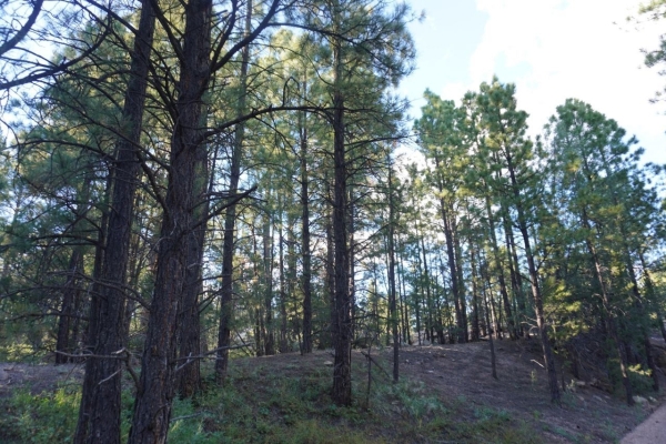 Listing Image #2 - Others for sale at County Road B-52, Pecos NM 87552