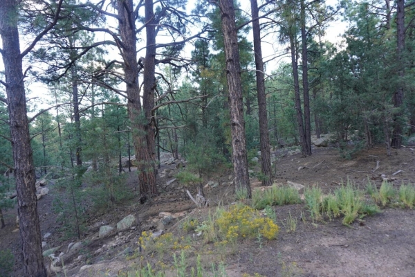 Listing Image #3 - Others for sale at County Road B-52, Pecos NM 87552