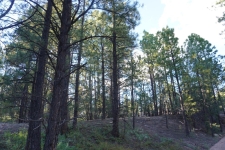 Listing Image #2 - Others for sale at County Road B-52, Pecos NM 87552
