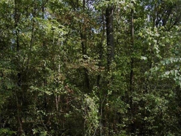 Listing Image #3 - Others for sale at R18483 Webb Rogers Road, Marshall TX 75672