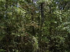 Listing Image #3 - Others for sale at R18483 Webb Rogers Road, Marshall TX 75672