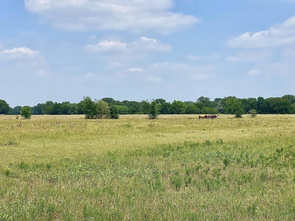 Listing Image #3 - Land for sale at 12053 S STATE HIGHWAY 34, Scurry TX 75158