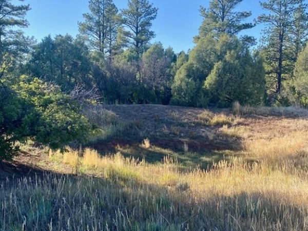 Listing Image #2 - Land for sale at TBD Fsr 259, Dolores CO 81323