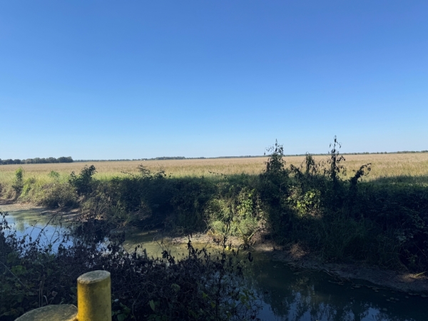 Listing Image #3 - Others for sale at 619 acres Flag Slough Lane, Weiner AR 72479 Listing Image #3 - Others for sale at 619 acres Flag Slough Lane, Weiner AR 72479